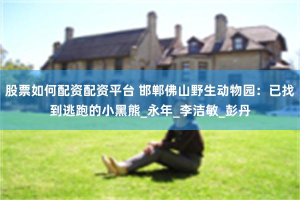 股票如何配资配资平台 邯郸佛山野生动物园：已找到逃跑的小黑熊_永年_李洁敏_彭丹