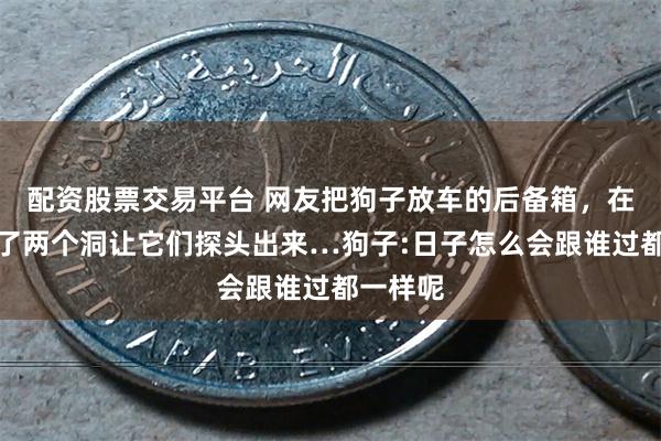 配资股票交易平台 网友把狗子放车的后备箱，在车上打了两个洞让它们探头出来…狗子:日子怎么会跟谁过都一样呢